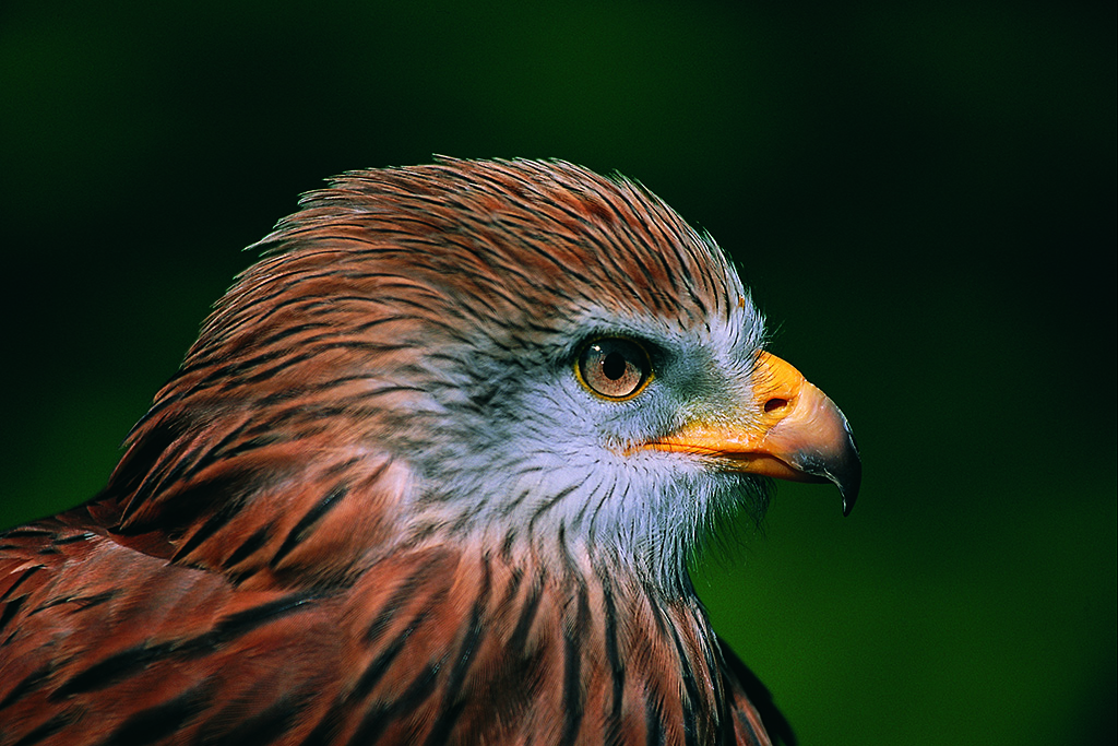 J - Nant Yr Arian Red Kites.jpg