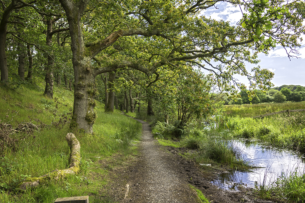 J - Dyfi National Nature Reserve.jpg