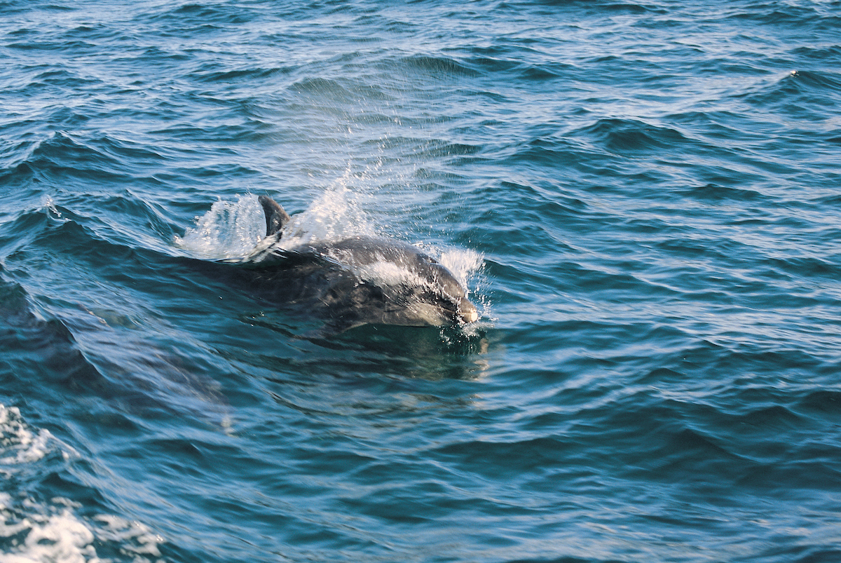 K - Cardigan Bay Marine Wildlife Centre.JPG