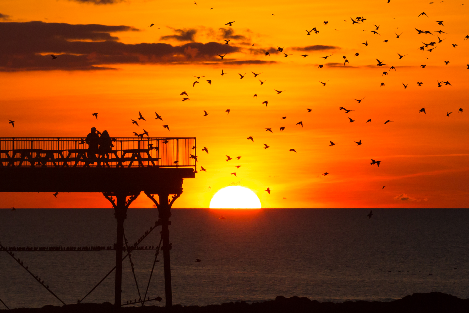 J - Starling Mumurations.jpg