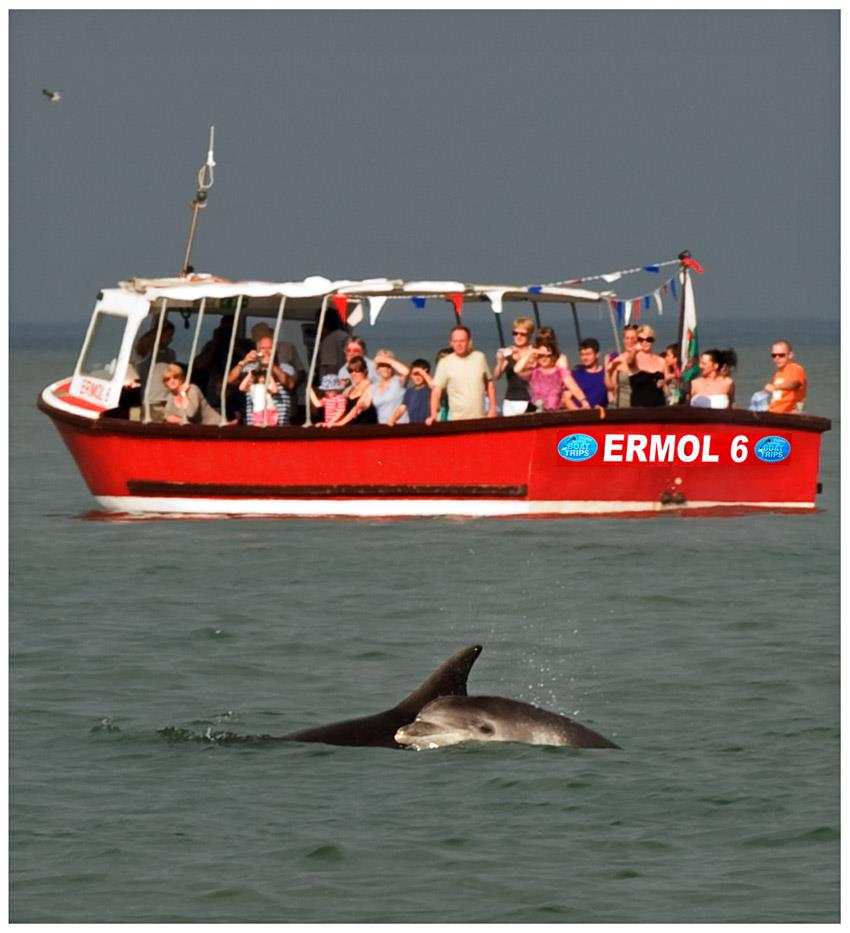 Dolphinspotting boat trips NewQuay.jpg