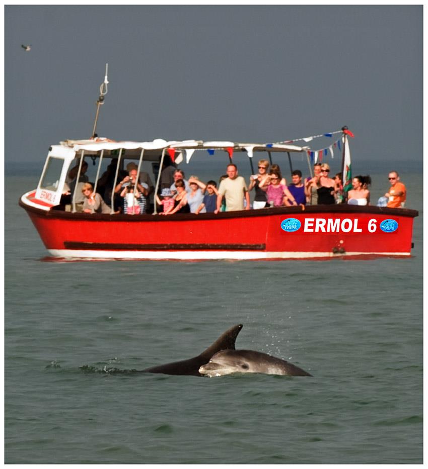 Dolphinspotting boat trips NewQuay.jpg