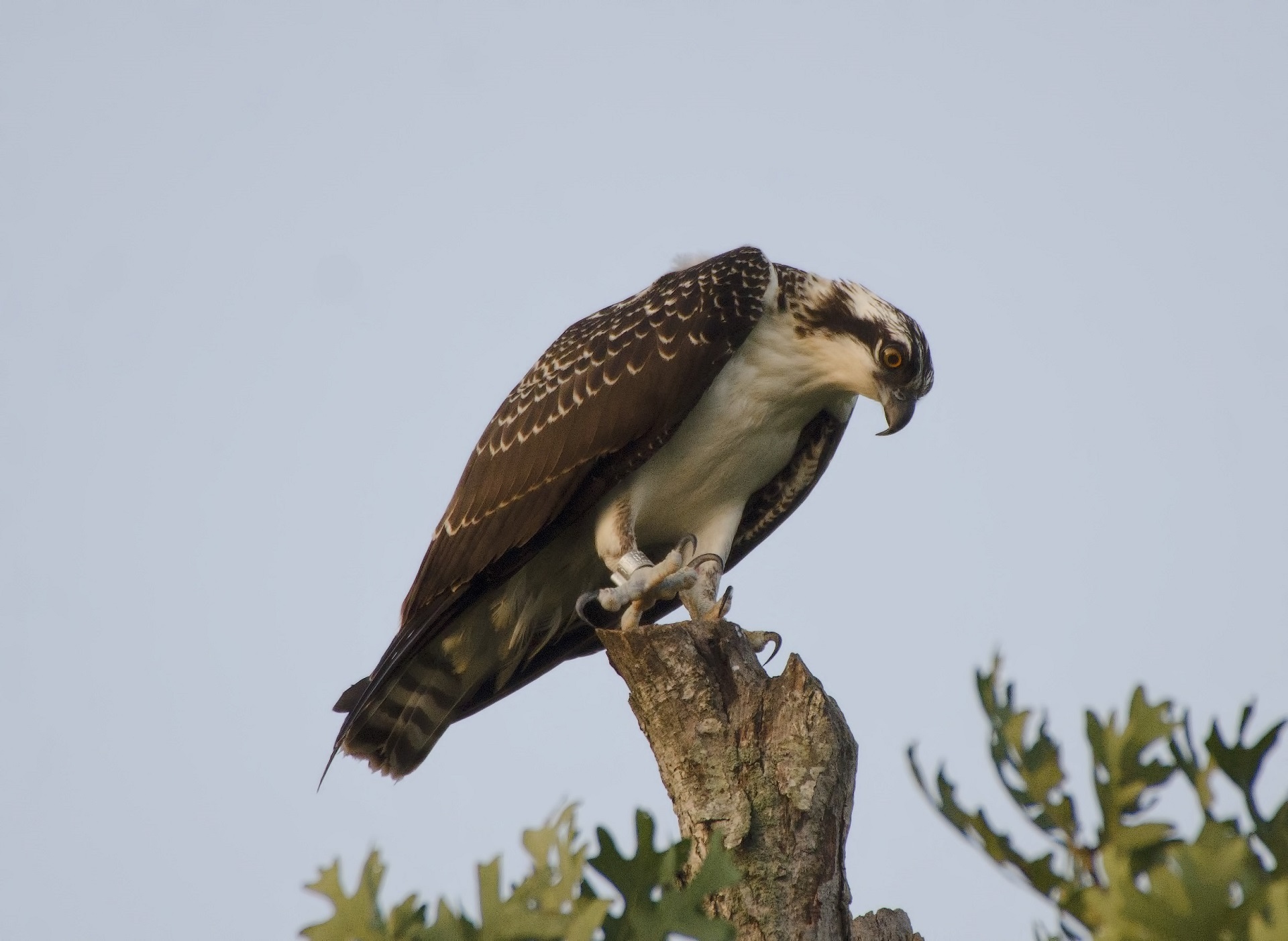 J - Dyfi Osprey Project.jpg